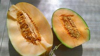 瓜州蜜瓜一天吃半个,尽享夏日甜蜜滋味