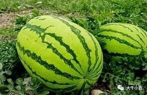 海伦司吃瓜网站,揭秘娱乐圈幕后故事，带你领略明星真实生活