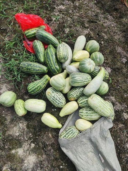 摘谁的瓜吃,一场关于选择与利益的智慧较量