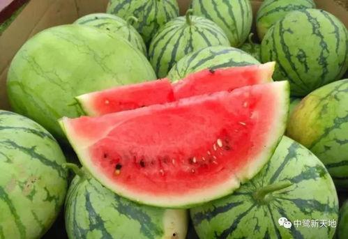 摘谁的瓜吃,一场关于选择与利益的智慧较量