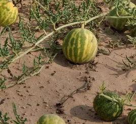 摘谁的瓜吃,一场关于选择与利益的智慧较量