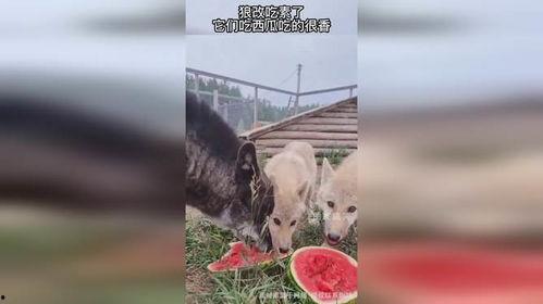 狼瓜可以一起吃吗,狼瓜与哪些食材搭配更佳？