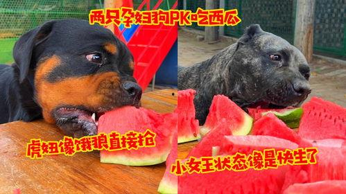 狼瓜可以一起吃吗,狼瓜与哪些食材搭配更佳？