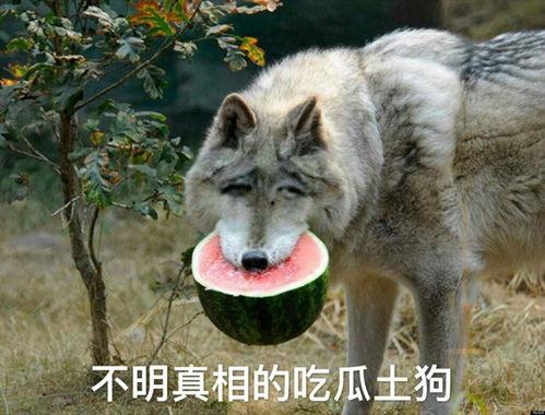 狼瓜可以一起吃吗,狼瓜与哪些食材搭配更佳？