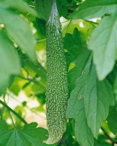 长寿瓜怎样吃,解锁健康长寿的秘密