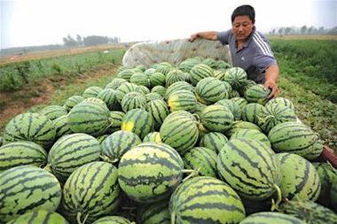 一车瓜翻了继续吃瓜后续,揭秘“继续吃瓜”背后的故事与启示