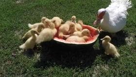 鸭子会吃瓜吗,探究鸭子的饮食习惯与瓜类的关系