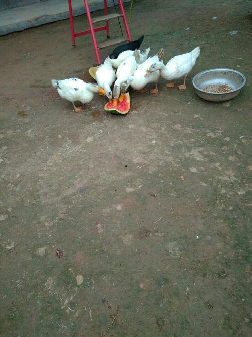鸭子会吃瓜吗,探究鸭子的饮食习惯与瓜类的关系
