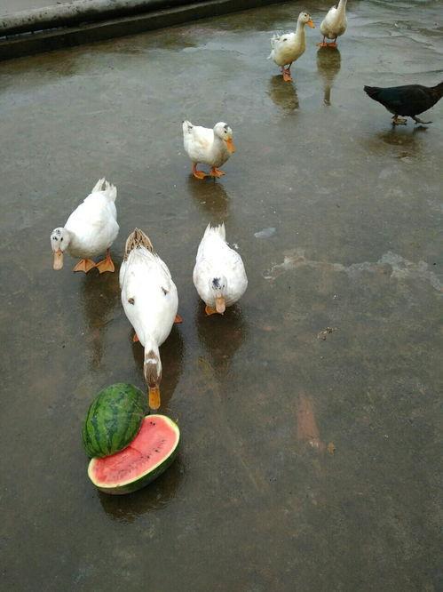 鸭子会吃瓜吗,探究鸭子的饮食习惯与瓜类的关系