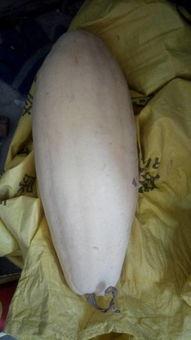 吃瓜大白16,一场关于瓜果的狂欢盛宴