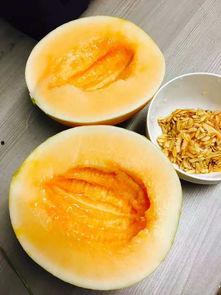 吃瓜大白16,一场关于瓜果的狂欢盛宴