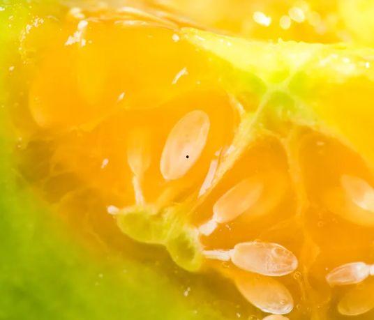 9号情侣吃瓜,揭秘娱乐圈甜蜜背后的秘密