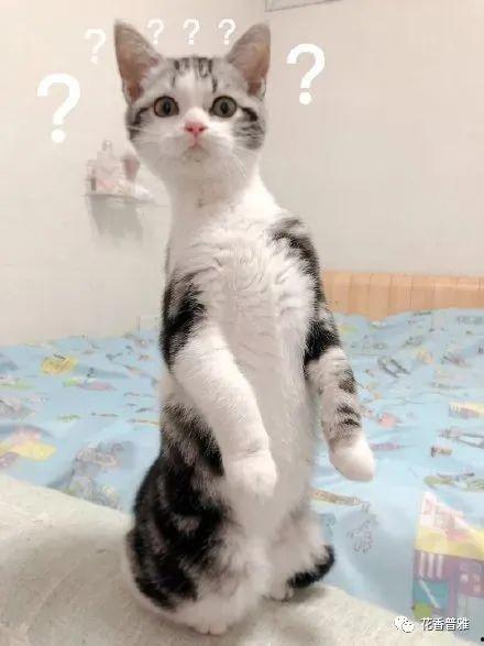 猫咪可以吃苏瓜,苏瓜成为猫咪新宠