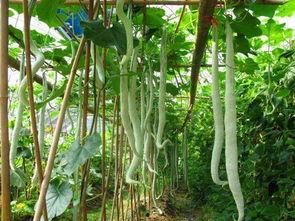 强子吃蛇瓜,勇闯蛇瓜秘境，探寻强子与蛇瓜的神秘传说