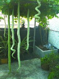 强子吃蛇瓜,勇闯蛇瓜秘境，探寻强子与蛇瓜的神秘传说