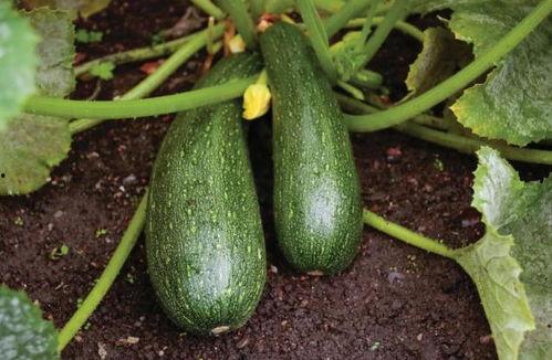 吃瓜秋季吃好吗