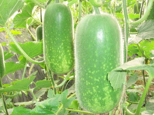 下载沉浸式吃瓜