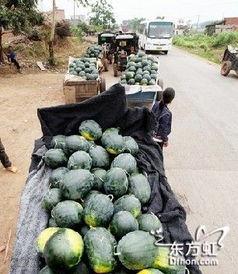 安徽定远吃瓜事件,一场网络热议背后的真相与反思