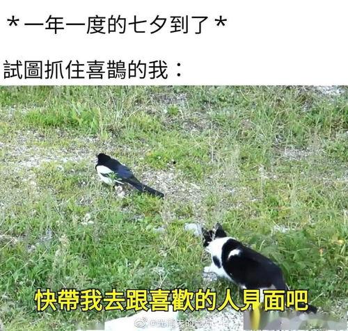 吃瓜吃到忘了没钱,忘却钱包空空如也