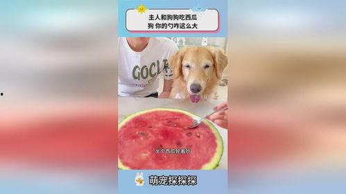 来个狗吃瓜,揭秘宠物界的八卦风云