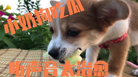 来个狗吃瓜,揭秘宠物界的八卦风云