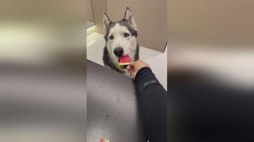 来个狗吃瓜,揭秘宠物界的八卦风云