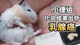 吃哈密瓜的记录,甜蜜滋味，回味无穷