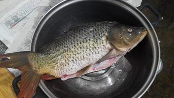 阿瓜吃巴掌鱼,味蕾冒险之旅