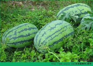 春天吃夏天的瓜,四季美味尽享