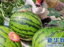 郑州吃瓜文化传播,揭秘城市里的“瓜田”盛景