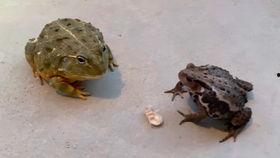 吃瓜蛤蟆叫视频,揭秘网络热门视频背后的趣味与争议