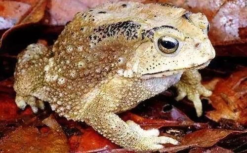 吃瓜蛤蟆叫视频,揭秘网络热门视频背后的趣味与争议