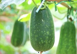 当菜吃瓜,揭秘日常生活中的趣味饮食新风尚