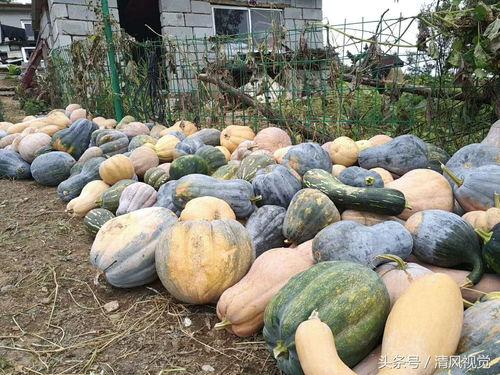 当菜吃瓜,揭秘日常生活中的趣味饮食新风尚