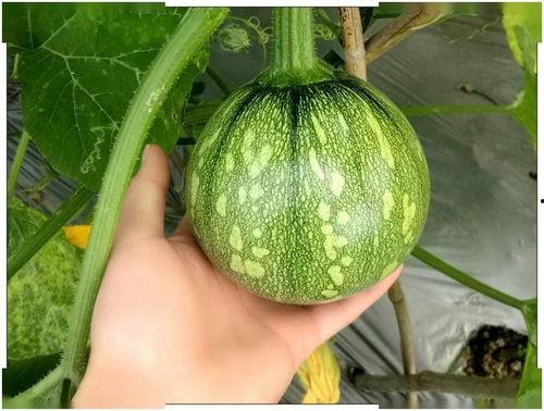 小吊瓜敢吃吗,小吊瓜敢吃吗？揭秘神秘美食背后的故事