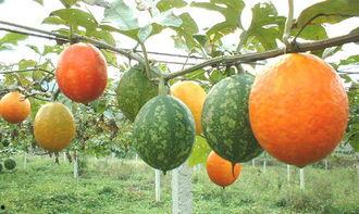 小吊瓜敢吃吗,小吊瓜敢吃吗？揭秘神秘美食背后的故事