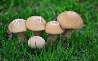 蘑菇之家吃瓜,一场别开生面的吃瓜盛宴