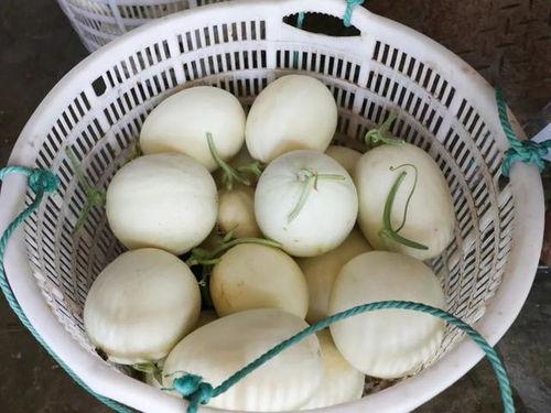 蘑菇之家吃瓜,一场别开生面的吃瓜盛宴