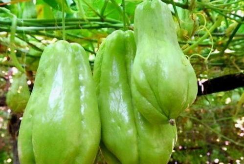 大年吃佛手瓜,佛手瓜的鲜美滋味