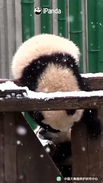 吃瓜小熊直播间,揭秘娱乐圈幕后故事