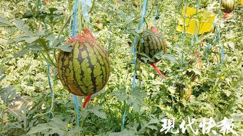 苏瓜可以直接吃,天然美味，可直接食用的健康之选