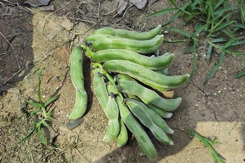 参吃马上吃瓜孑