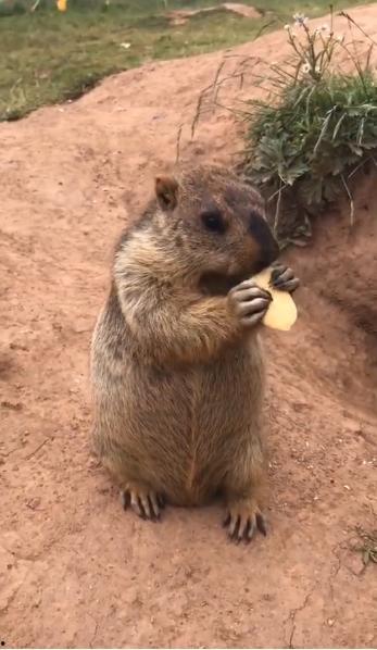 树底下的吃瓜土拨鼠