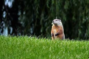 树底下的吃瓜土拨鼠