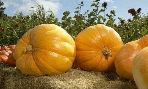 胃酸吃瓜可以么,吃瓜需谨慎