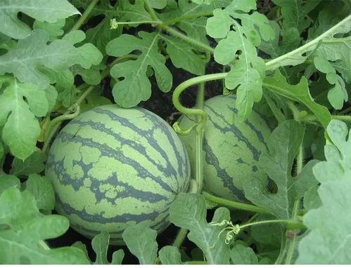 吃瓜王小付,揭秘娱乐圈幕后故事