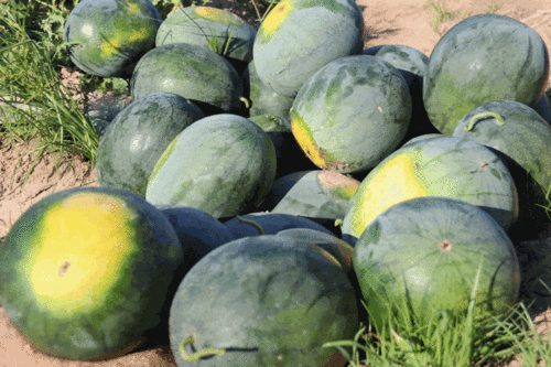 长乐瓜怎么吃,解锁美味新体验