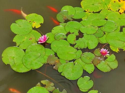 目击吃瓜,一场惊心动魄的吃瓜奇遇