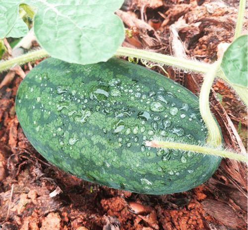 莆田吃瓜宝,揭秘当地美食背后的故事与风情