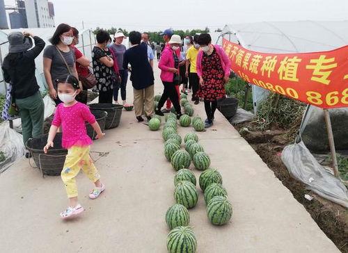 山西吃瓜比赛,瓜王争霸，舌尖上的狂欢盛宴